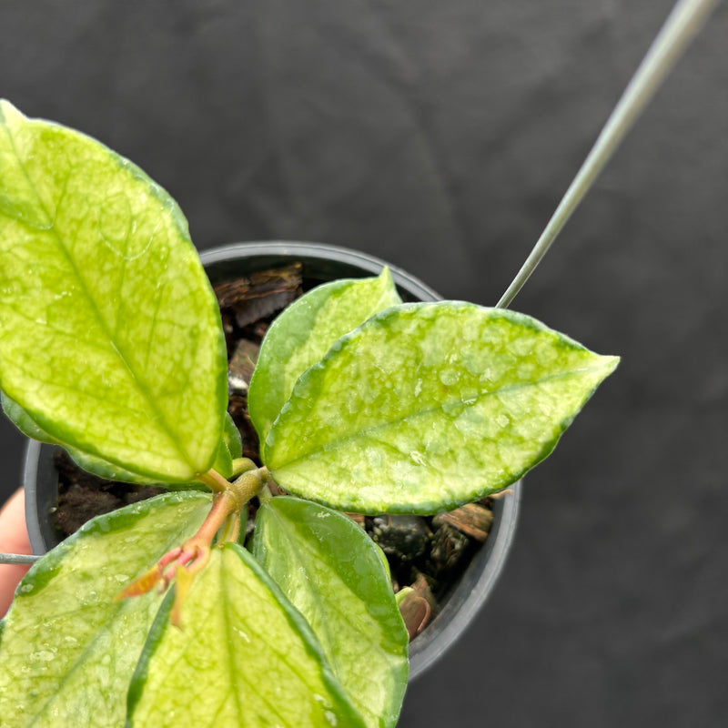 Hoya Carnosa "Freckles Splash" Mutated