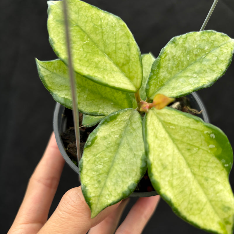 Hoya Carnosa "Freckles Splash" Mutated
