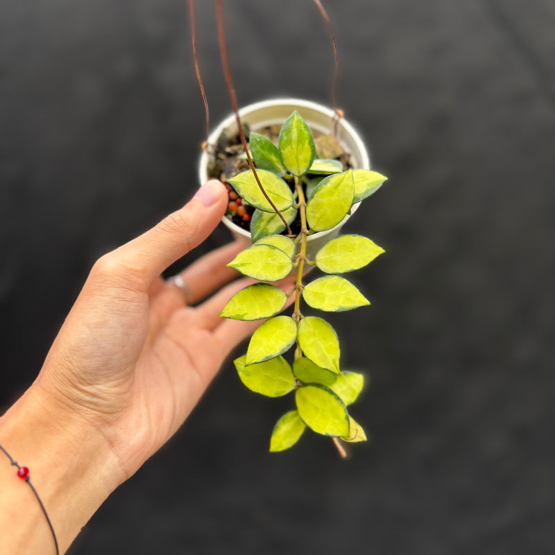 Hoya Lacunosa "Midori"