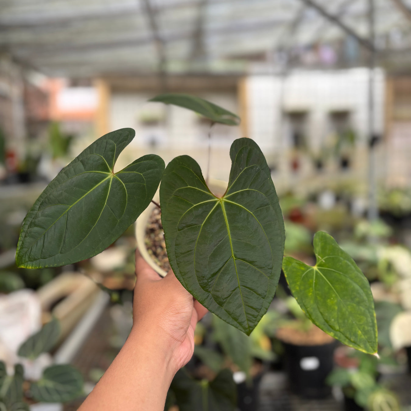 Hybrid Plant