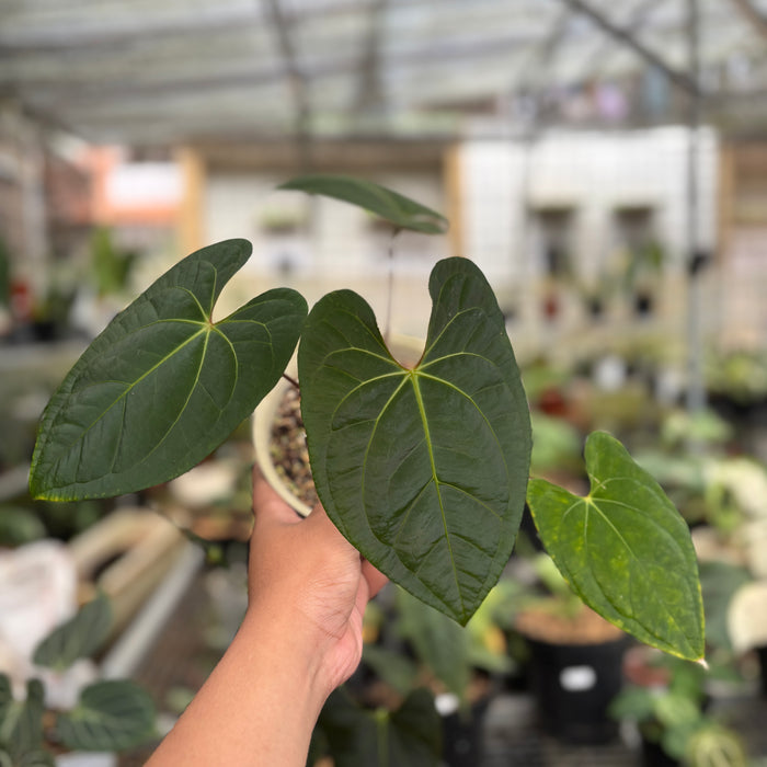 Anthurium Dark Phoenix Hybrid