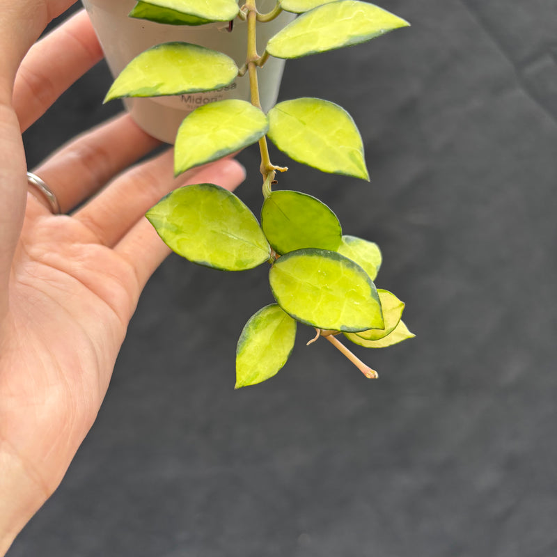 Hoya Lacunosa "Midori"