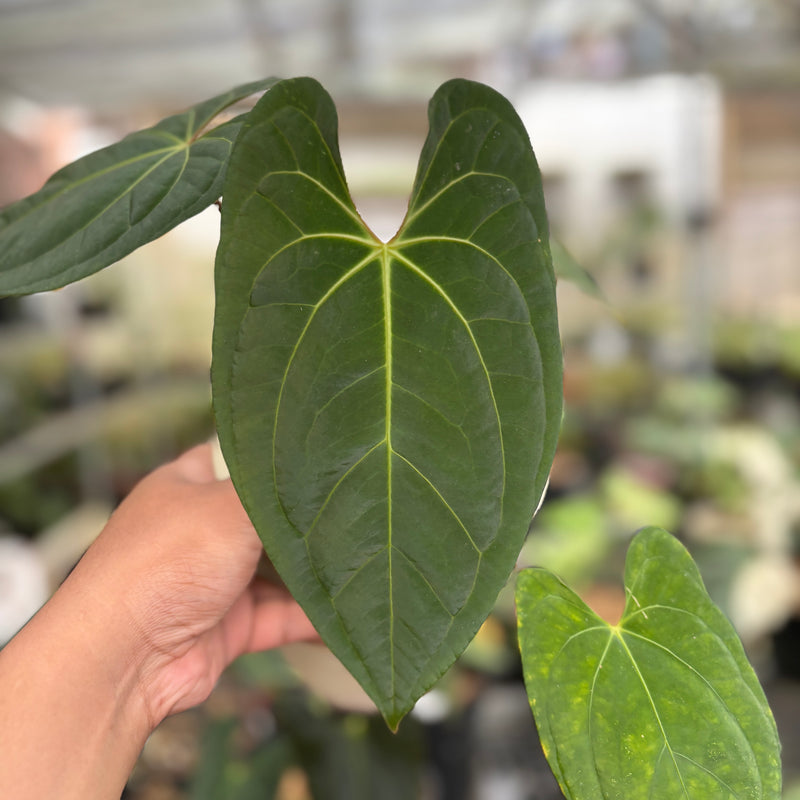 Anthurium Dark Phoenix Hybrid