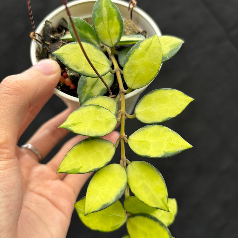 Hoya Lacunosa "Midori"