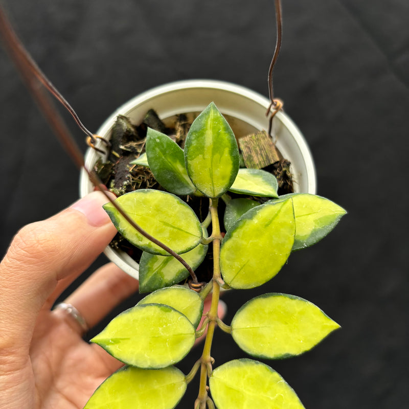 Hoya Lacunosa "Midori"