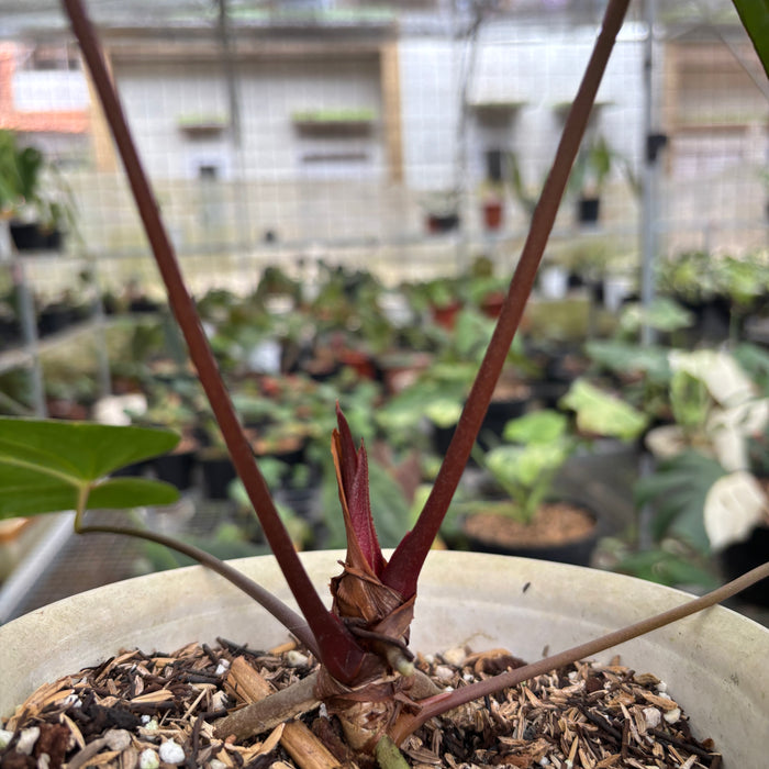 Anthurium Dark Phoenix Hybrid