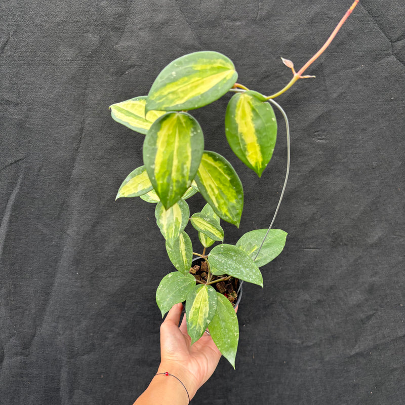 Hoya Latifolia "Variegata" FN-15