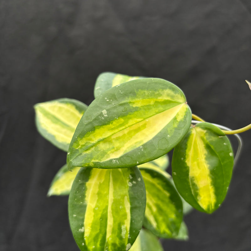 Hoya Latifolia "Variegata" FN-15