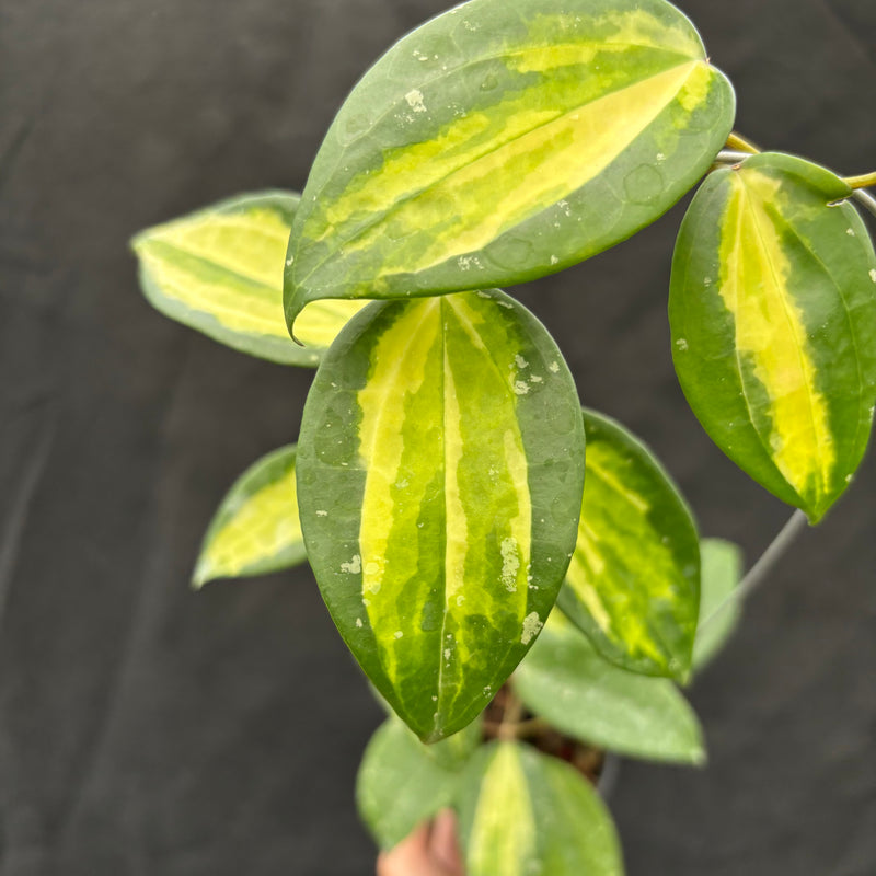 Hoya Latifolia "Variegata" FN-15
