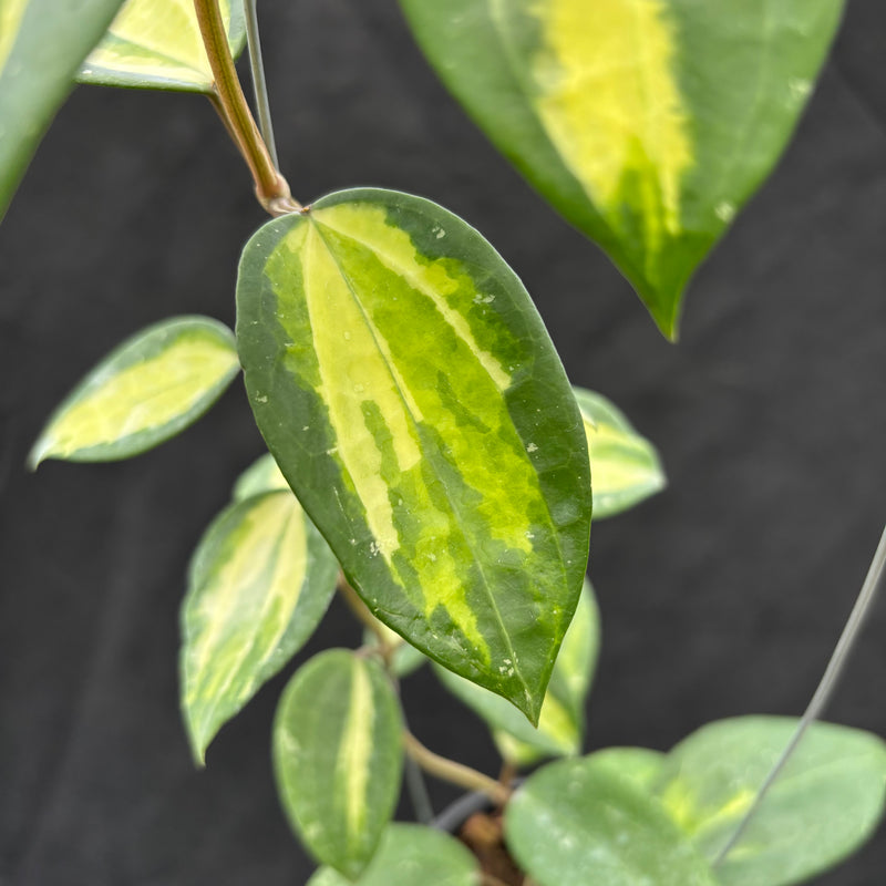 Hoya Latifolia "Variegata" FN-15