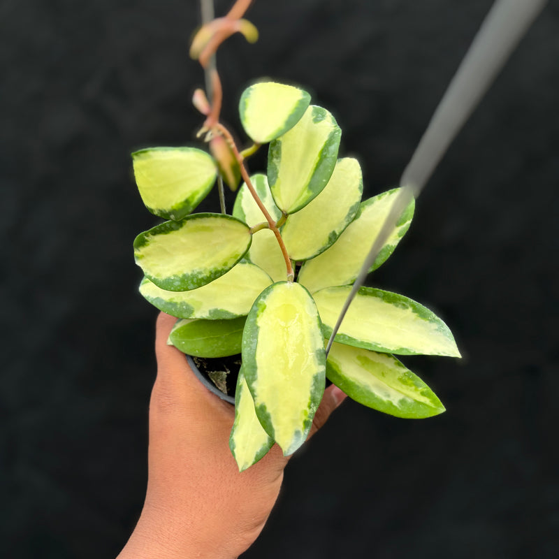 Hoya Verticillata "Variegated" Wonososbo