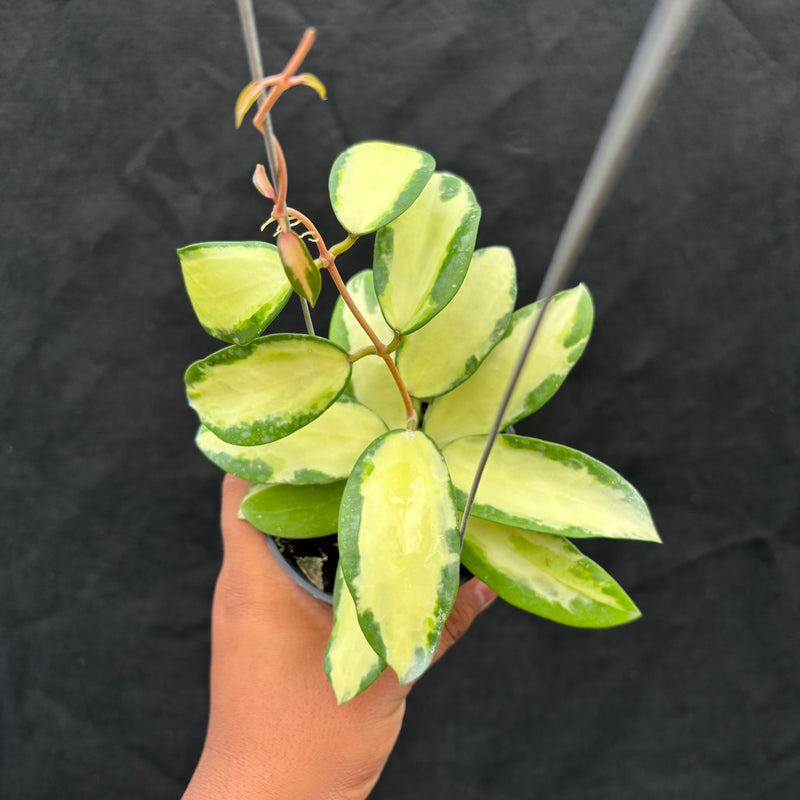 Hoya Verticillata "Variegated" Wonososbo