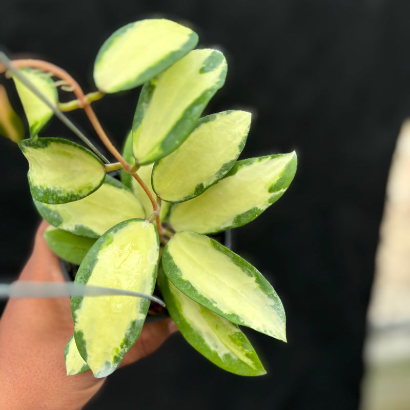 Hoya Verticillata "Variegated" Wonososbo