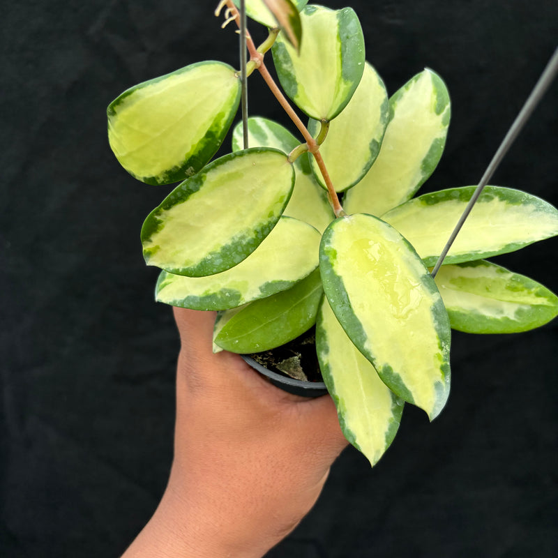 Hoya Verticillata "Variegated" Wonososbo