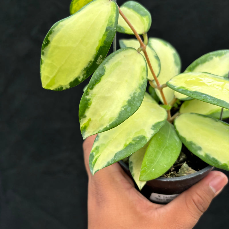 Hoya Verticillata "Variegated" Wonososbo