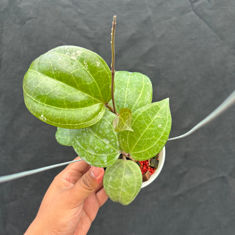 Hoya Latifolia 'Sarawak Cream'