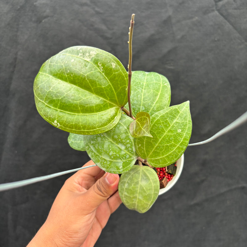 Hoya Latifolia 'Sarawak Cream'