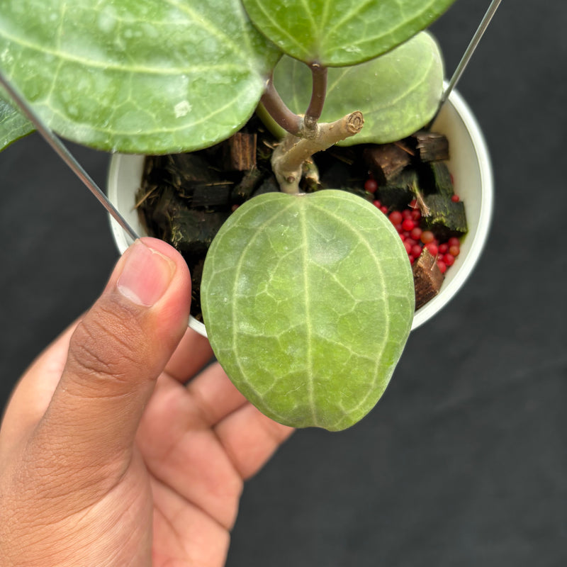 Hoya Latifolia 'Sarawak Cream'
