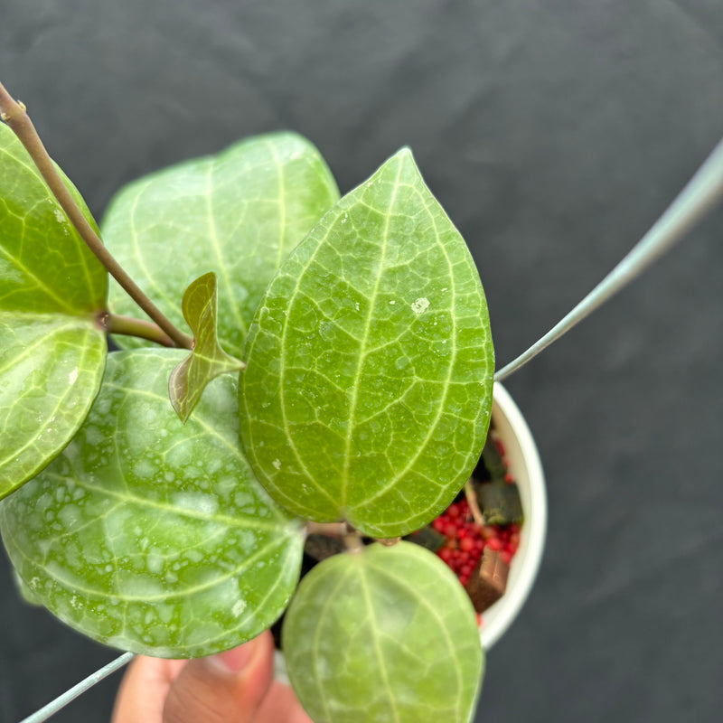Hoya Latifolia 'Sarawak Cream'