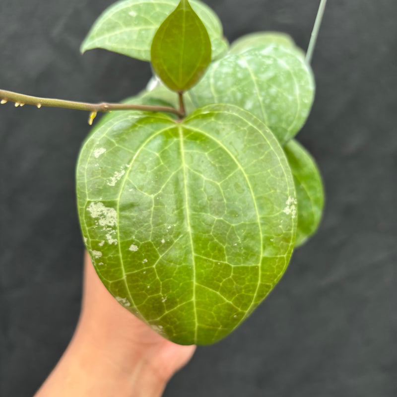 Hoya Latifolia 'Sarawak Cream'