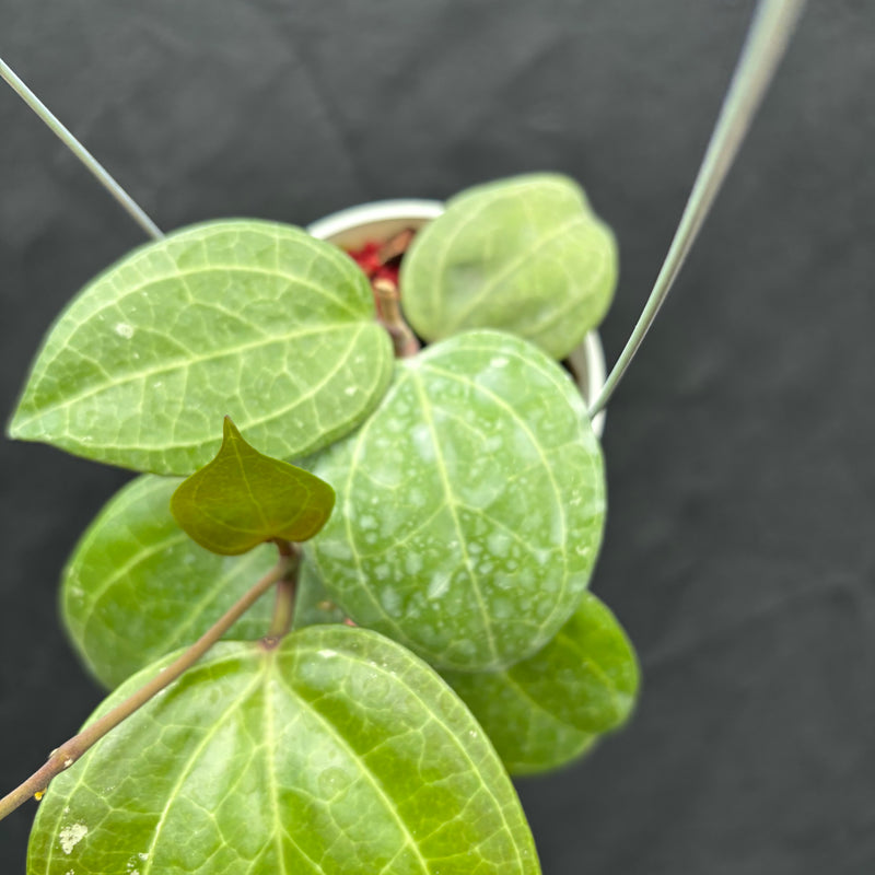 Hoya Latifolia 'Sarawak Cream'