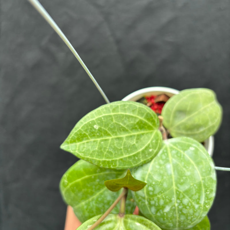 Hoya Latifolia 'Sarawak Cream'