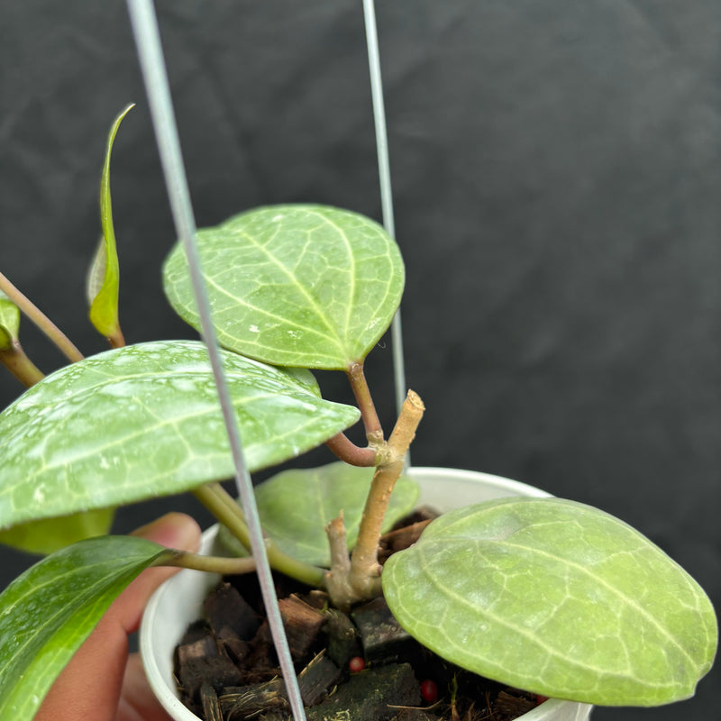 Hoya Latifolia 'Sarawak Cream'