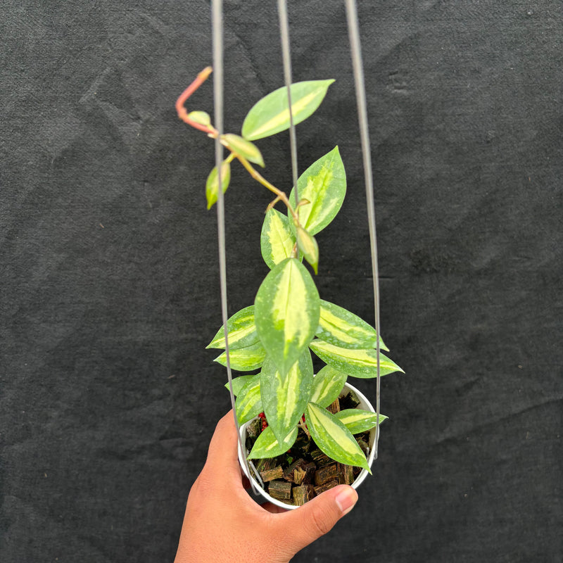Hoya Verticillata Nganjuk (Inner Variegated)