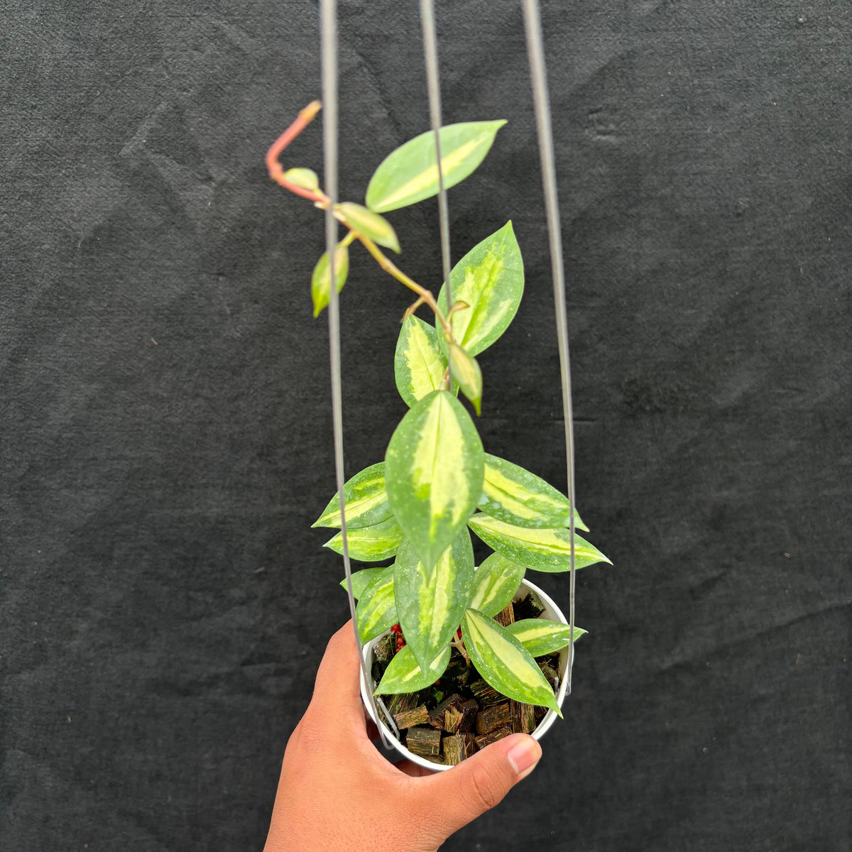 hoya verticillata variegata Hoya Verticillata Nganjuk (Inner Variegated) — Aroidasia