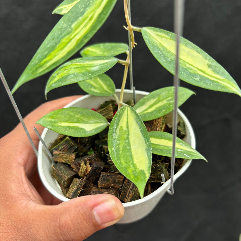 Hoya Verticillata Nganjuk (Inner Variegated)