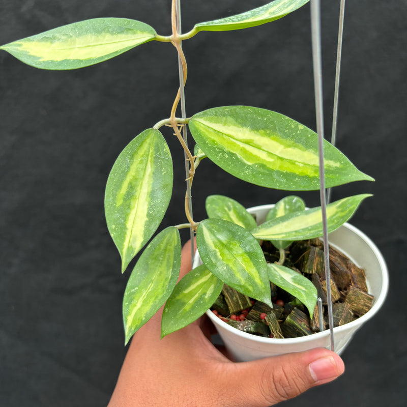 Hoya Verticillata Nganjuk (Inner Variegated)