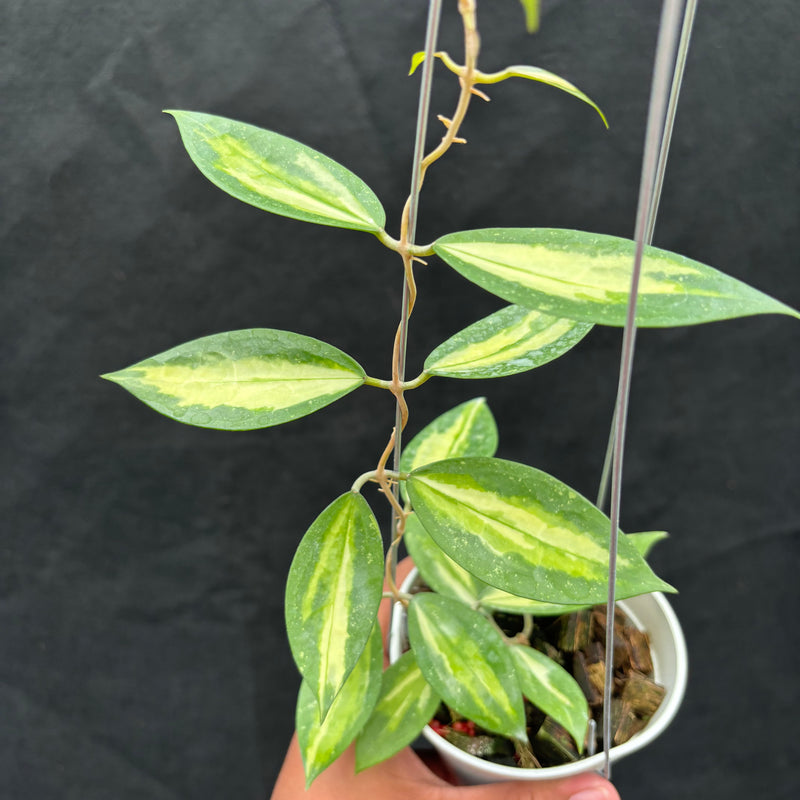 Hoya Verticillata Nganjuk (Inner Variegated)