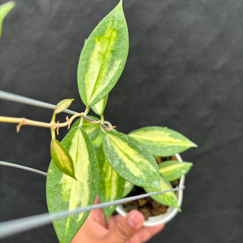 Hoya Verticillata Nganjuk (Inner Variegated)