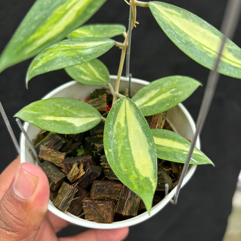 Hoya Verticillata Nganjuk (Inner Variegated)