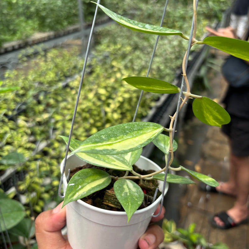 Hoya Verticillata Nganjuk (Inner Variegated)