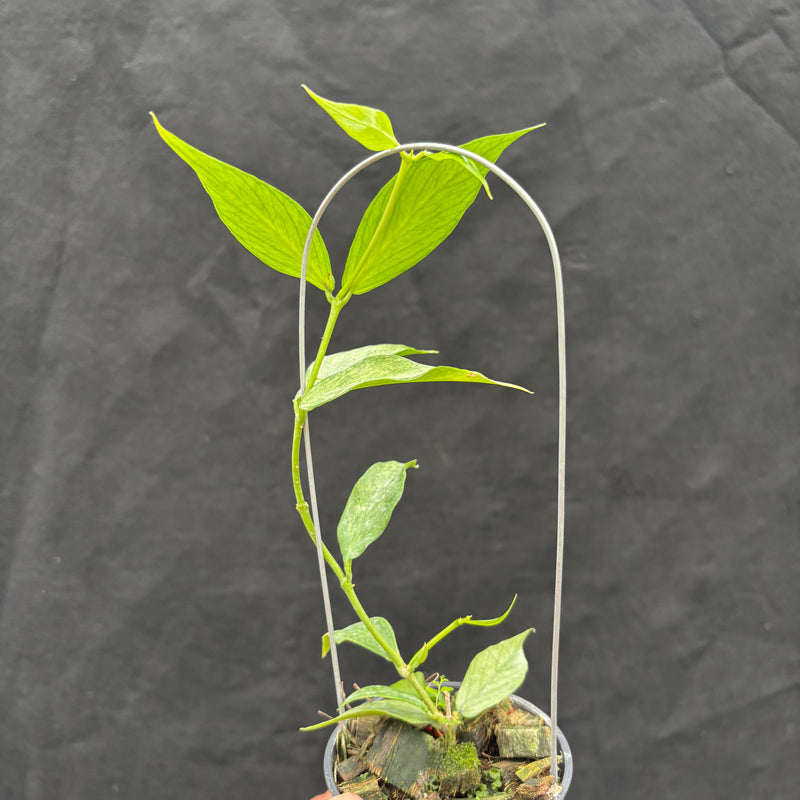 Hoya Polyneura Silver "Broget"