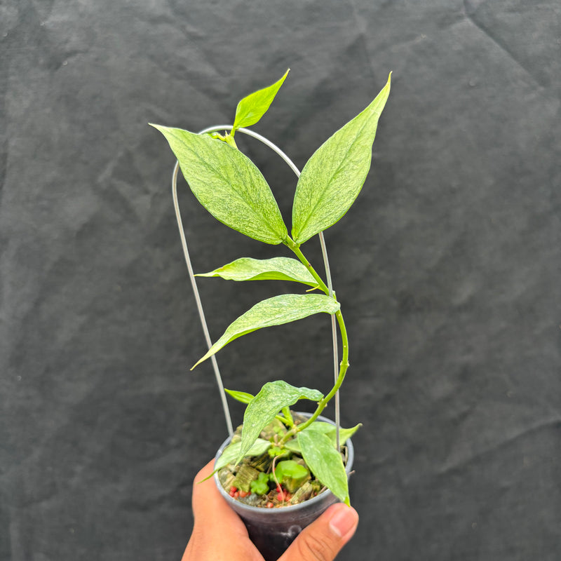 Hoya Polyneura Silver "Broget"