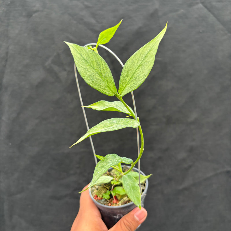 Hoya Polyneura Silver "Broget"