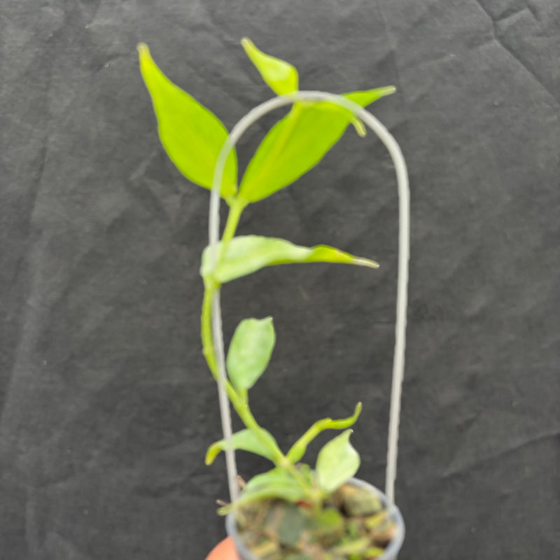 Hoya Polyneura Silver "Broget"