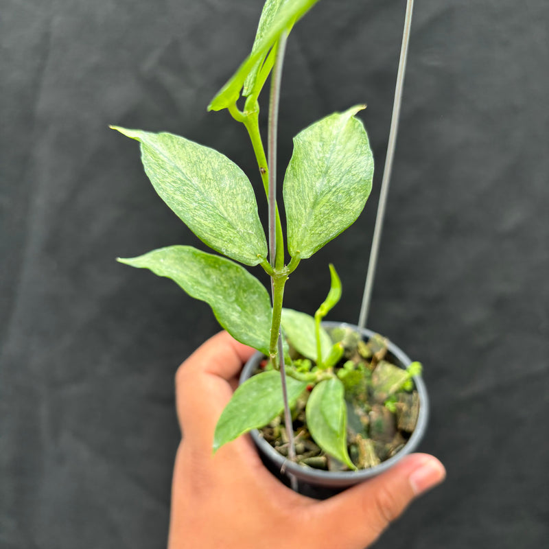Hoya Polyneura Silver "Broget"
