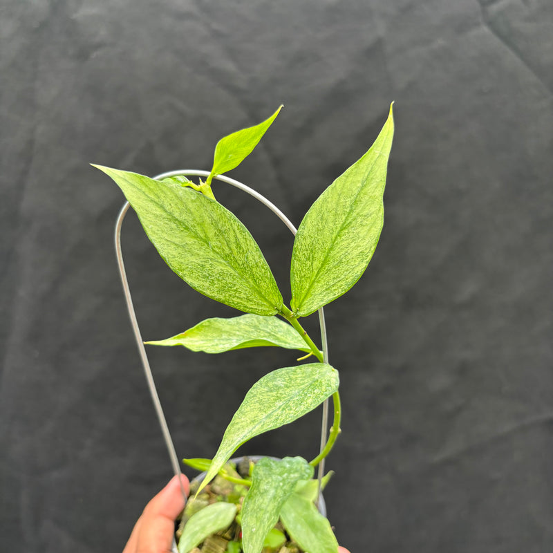 Hoya Polyneura Silver "Broget"