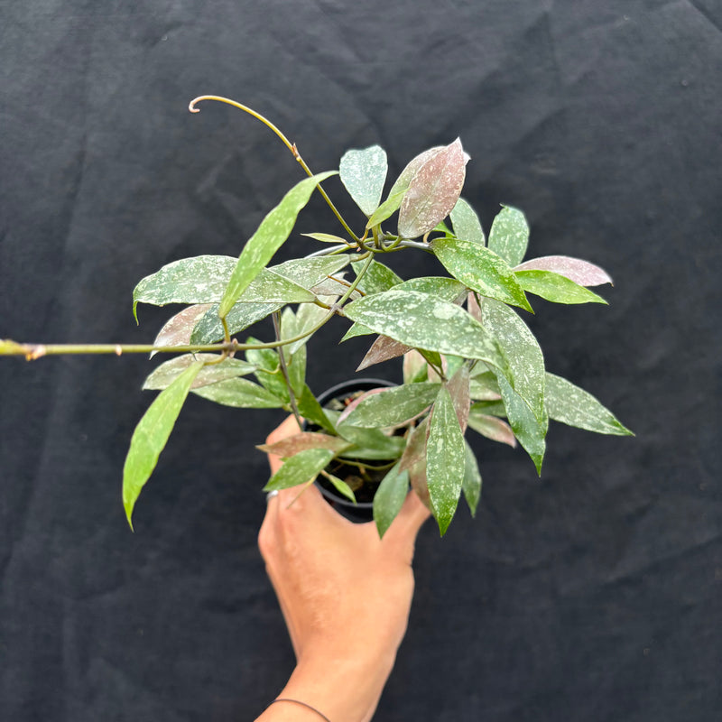 Hoya Lacunosa "Laos"