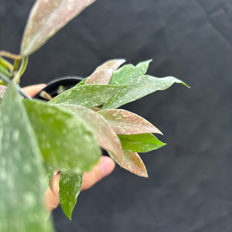 Hoya Lacunosa "Laos"