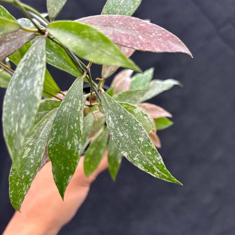 Hoya Lacunosa "Laos"