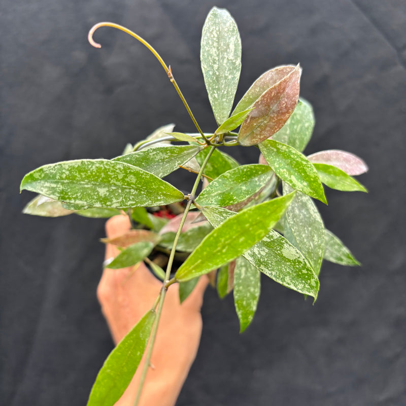 Hoya Lacunosa "Laos"