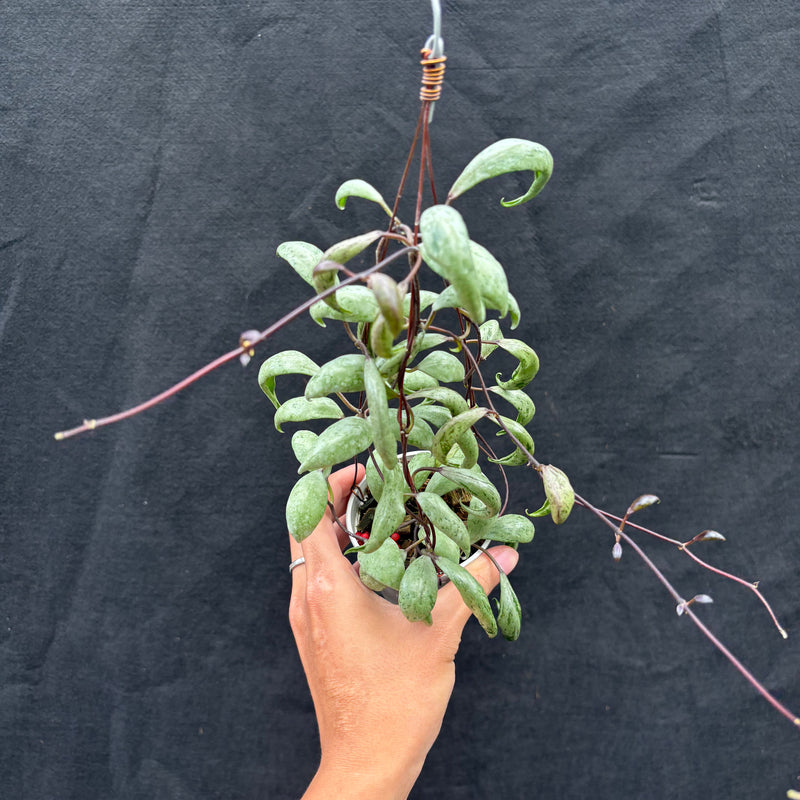 Hoya Lacunosa "Sulcata Back Bone"