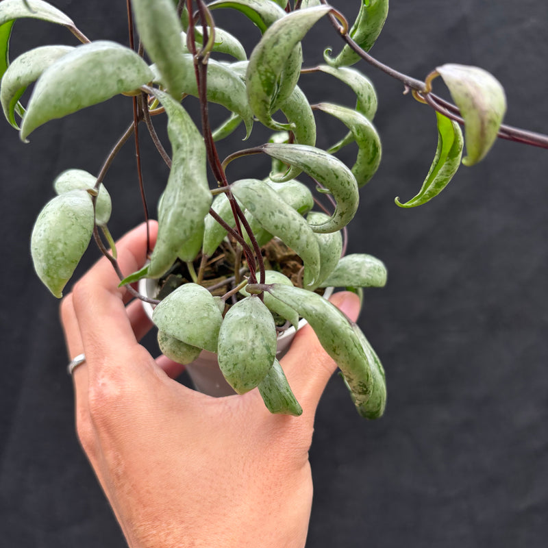 Hoya Lacunosa "Sulcata Back Bone"