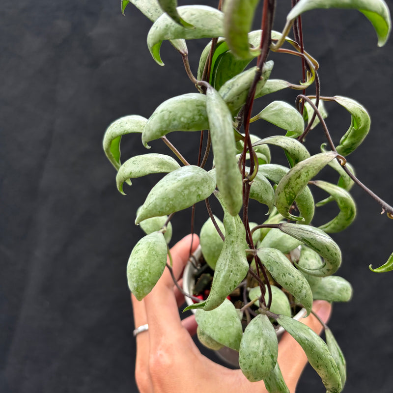 Hoya Lacunosa "Sulcata Back Bone"