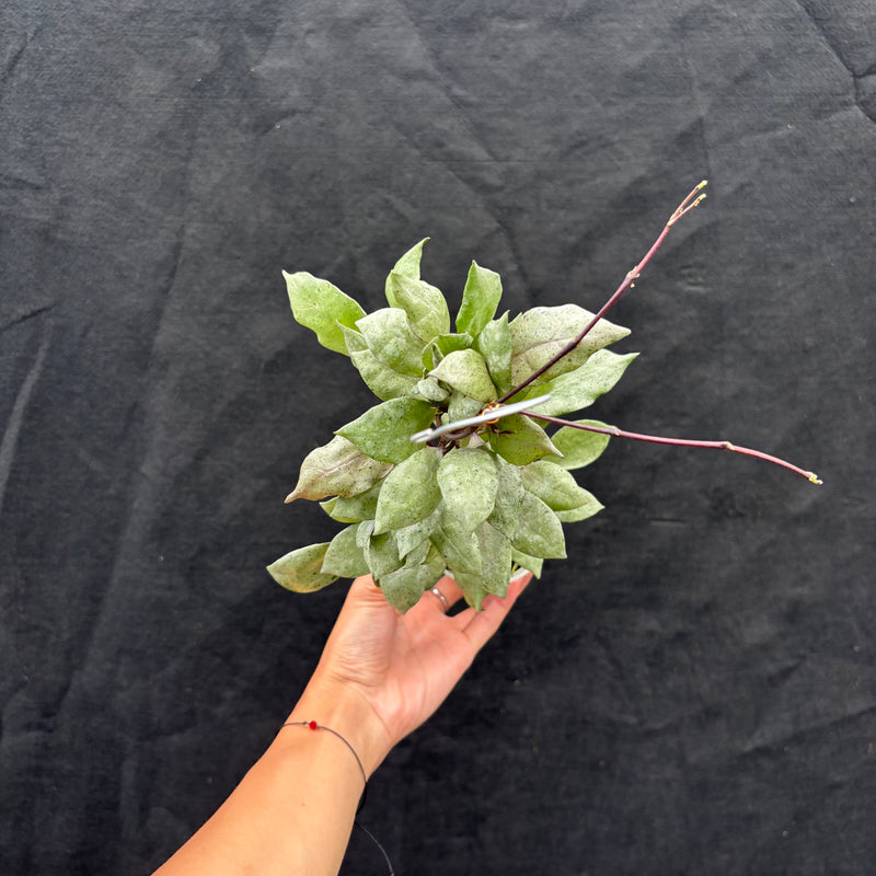 Hoya Lacunosa "Black Mint Coin"