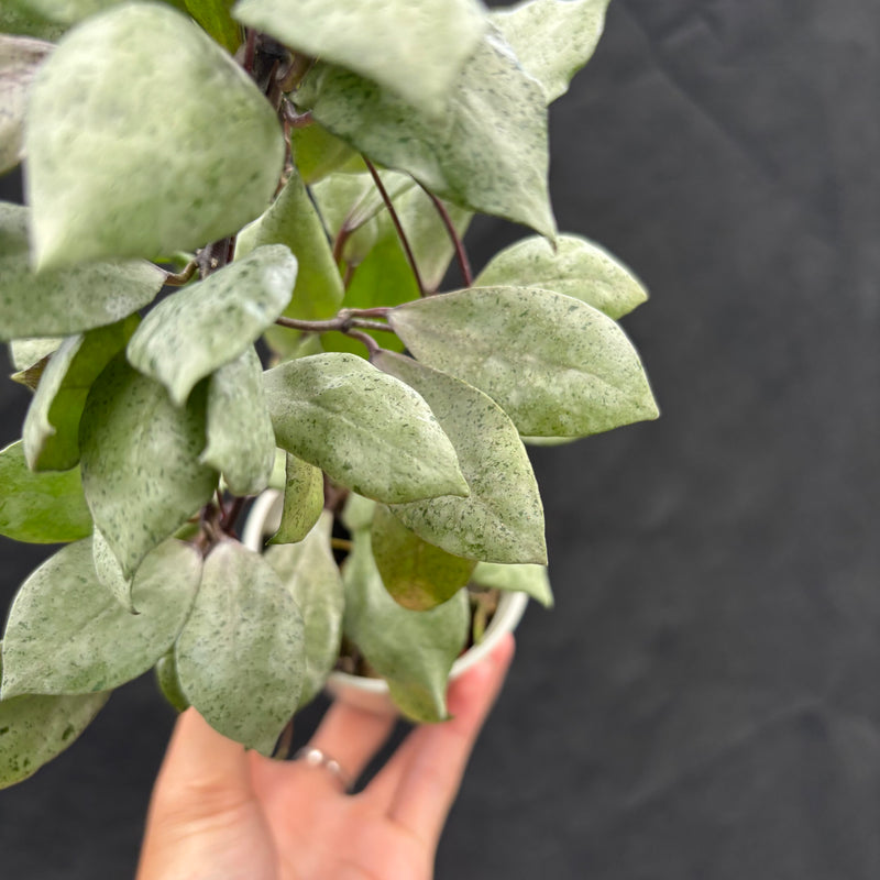 Hoya Lacunosa "Black Mint Coin"